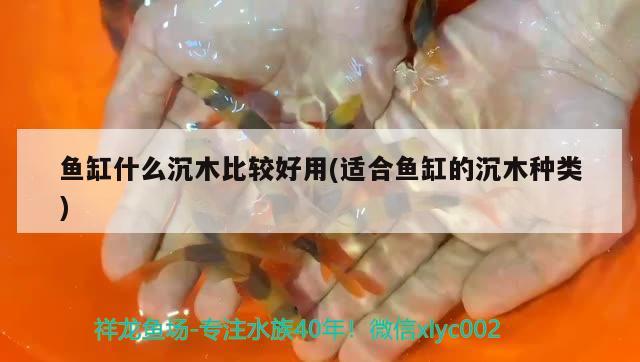 魚(yú)缸什么沉木比較好用(適合魚(yú)缸的沉木種類(lèi))