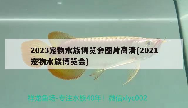 2023寵物水族博覽會(huì)圖片高清(2021寵物水族博覽會(huì))