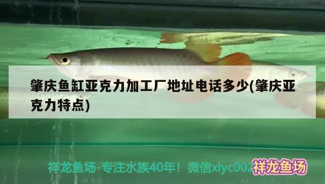 肇慶魚缸亞克力加工廠地址電話多少(肇慶亞克力特點) 粗線銀版魚