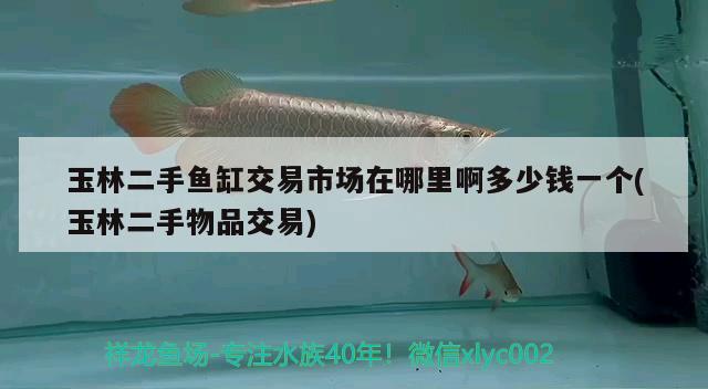 玉林二手魚(yú)缸交易市場(chǎng)在哪里啊多少錢一個(gè)(玉林二手物品交易) 戰(zhàn)車紅龍魚(yú)