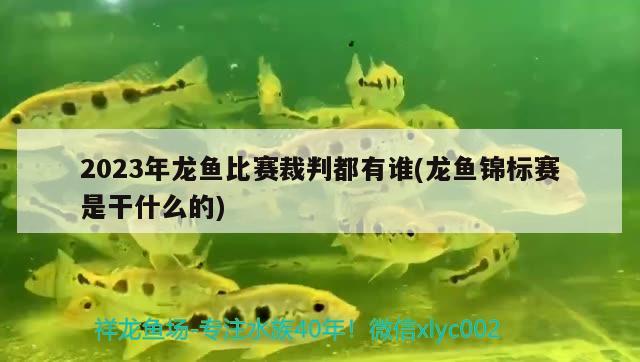 2023年龍魚比賽裁判都有誰(shuí)(龍魚錦標(biāo)賽是干什么的)