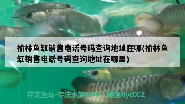 榆林魚(yú)缸銷售電話號(hào)碼查詢地址在哪(榆林魚(yú)缸銷售電話號(hào)碼查詢地址在哪里)