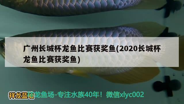 廣州長城杯龍魚比賽獲獎(jiǎng)魚(2020長城杯龍魚比賽獲獎(jiǎng)魚)