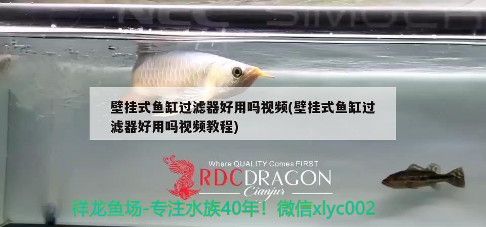 壁掛式魚缸過濾器好用嗎視頻(壁掛式魚缸過濾器好用嗎視頻教程) 噴點(diǎn)菠蘿魚