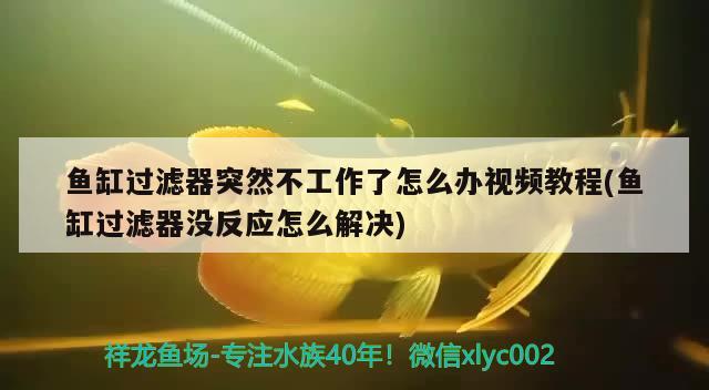 魚缸過濾器突然不工作了怎么辦視頻教程(魚缸過濾器沒反應(yīng)怎么解決) 祥龍魚場其他產(chǎn)品