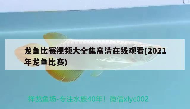 龍魚比賽視頻大全集高清在線觀看(2021年龍魚比賽) 2024第28屆中國(guó)國(guó)際寵物水族展覽會(huì)CIPS（長(zhǎng)城寵物展2024 CIPS）