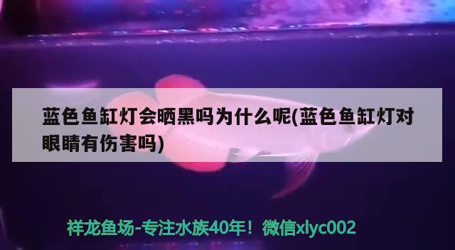 藍色魚缸燈會曬黑嗎為什么呢(藍色魚缸燈對眼睛有傷害嗎) 金三間魚