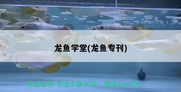 龍魚(yú)學(xué)堂(龍魚(yú)?？? 2024第28屆中國(guó)國(guó)際寵物水族展覽會(huì)CIPS（長(zhǎng)城寵物展2024 CIPS）