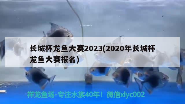 長城杯龍魚大賽2023(2020年長城杯龍魚大賽報名)