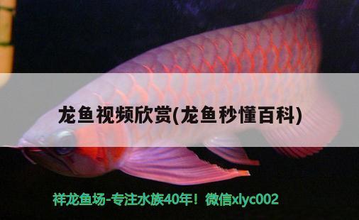 龍魚(yú)視頻欣賞(龍魚(yú)秒懂百科)