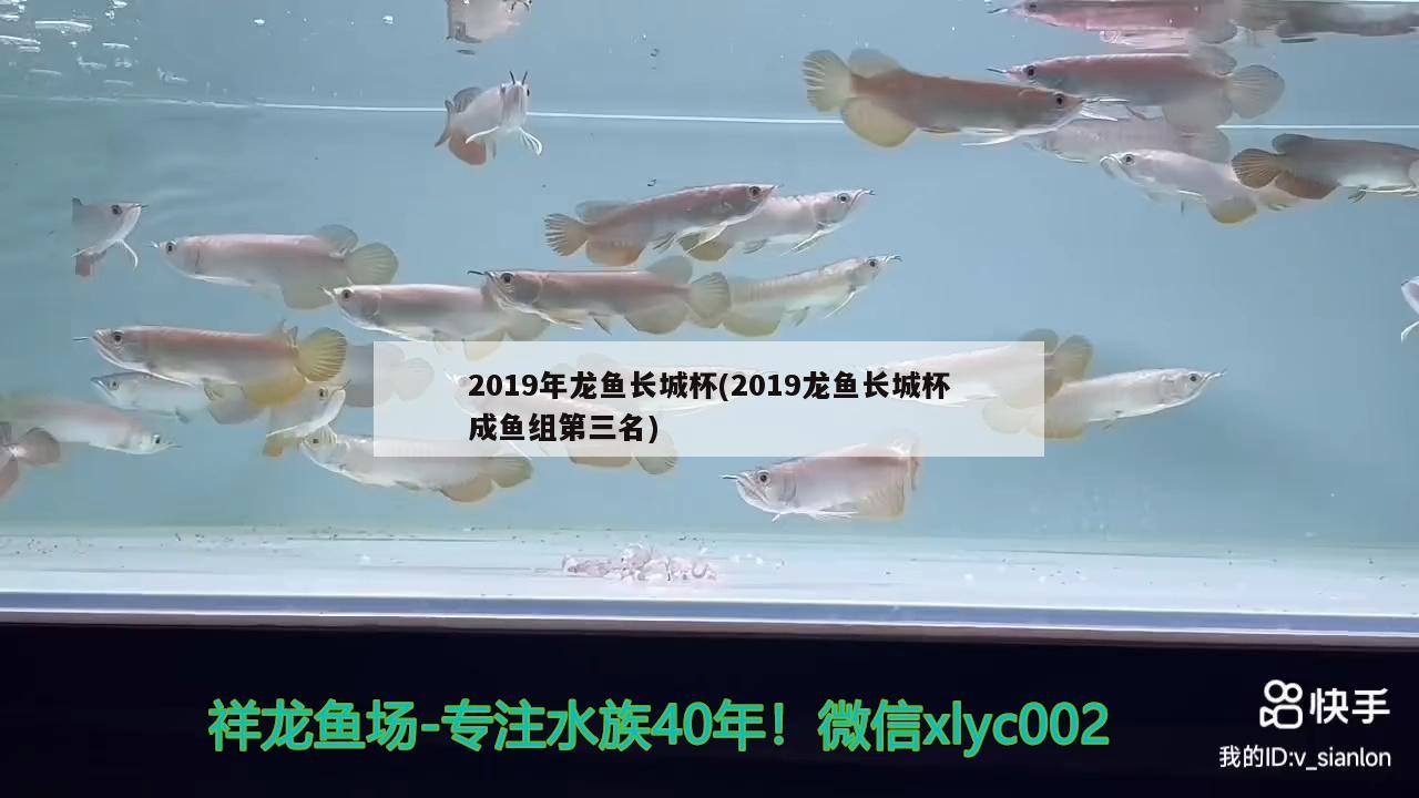 2019年龍魚長城杯(2019龍魚長城杯成魚組第三名)