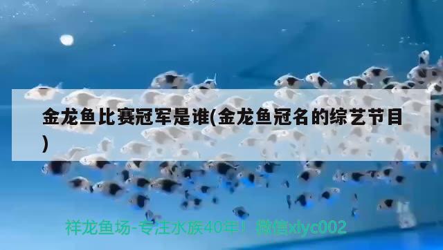 金龍魚比賽冠軍是誰(金龍魚冠名的綜藝節(jié)目) 2024第28屆中國國際寵物水族展覽會(huì)CIPS（長(zhǎng)城寵物展2024 CIPS）