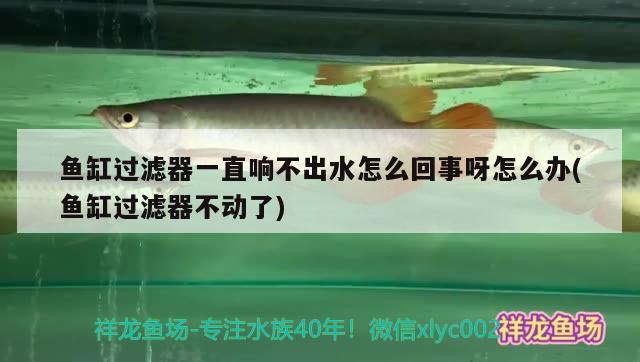 魚缸過濾器一直響不出水怎么回事呀怎么辦(魚缸過濾器不動了) 胭脂孔雀龍魚