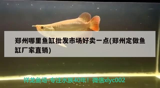 鄭州哪里魚(yú)缸批發(fā)市場(chǎng)好賣(mài)一點(diǎn)(鄭州定做魚(yú)缸廠家直銷(xiāo)) 紅龍魚(yú)百科