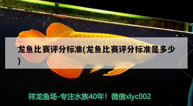 龍魚比賽評分標準(龍魚比賽評分標準是多少) 2024第28屆中國國際寵物水族展覽會CIPS（長城寵物展2024 CIPS）