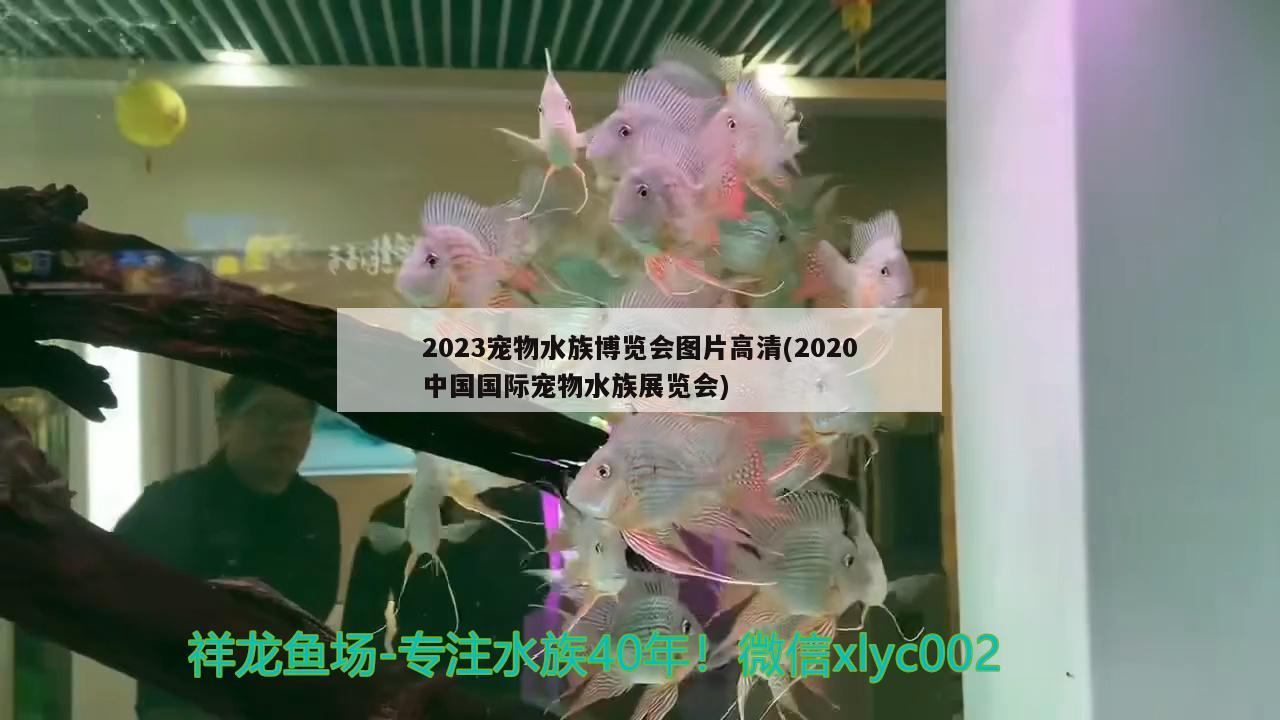 2023寵物水族博覽會圖片高清(2020中國國際寵物水族展覽會) 水族展會