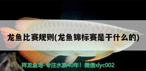 龍魚比賽規(guī)則(龍魚錦標(biāo)賽是干什么的) 2024第28屆中國國際寵物水族展覽會(huì)CIPS（長城寵物展2024 CIPS）