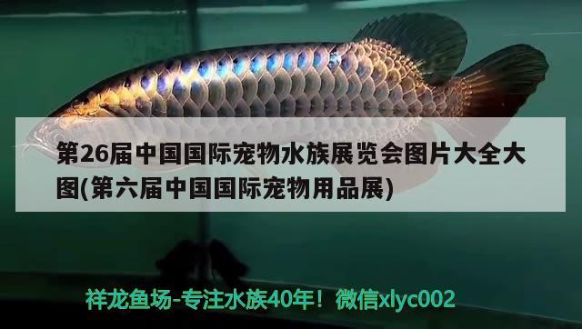 第26屆中國國際寵物水族展覽會圖片大全大圖(第六屆中國國際寵物用品展) 水族展會