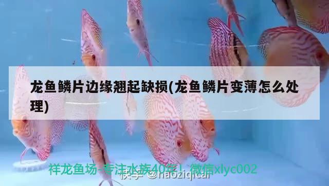 龍魚鱗片邊緣翹起缺損(龍魚鱗片變薄怎么處理)