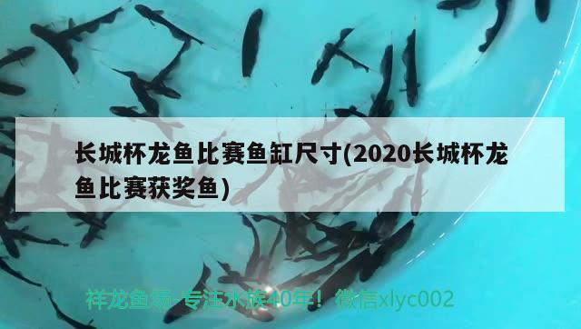 長城杯龍魚比賽魚缸尺寸(2020長城杯龍魚比賽獲獎魚)