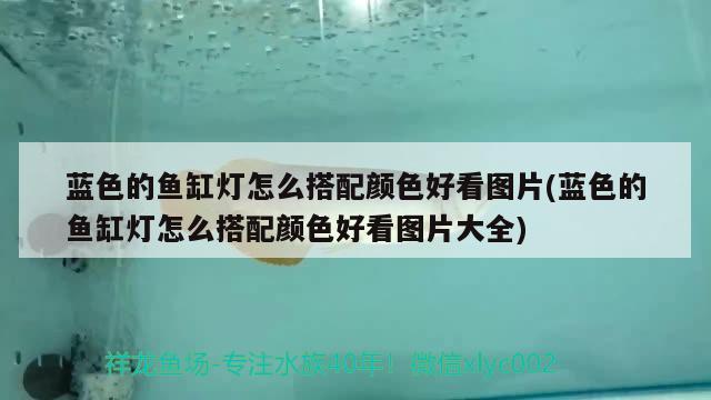 藍色的魚缸燈怎么搭配顏色好看圖片(藍色的魚缸燈怎么搭配顏色好看圖片大全)