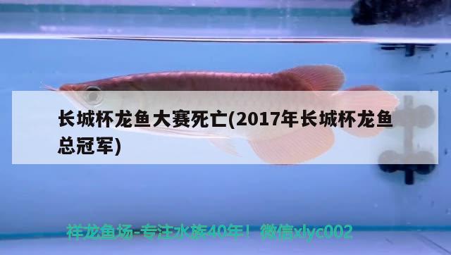 長(zhǎng)城杯龍魚大賽死亡(2017年長(zhǎng)城杯龍魚總冠軍)