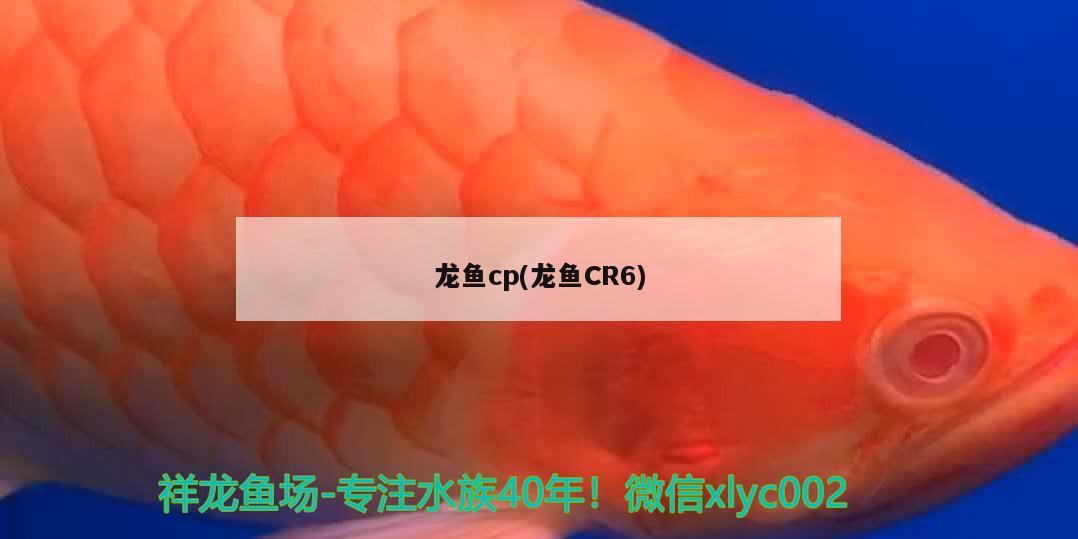 龍魚cp(龍魚CR6)