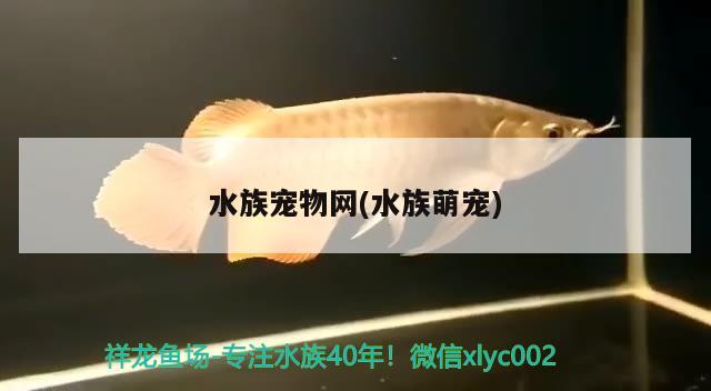 水族寵物網(wǎng)(水族萌寵) 2024第28屆中國國際寵物水族展覽會CIPS（長城寵物展2024 CIPS）