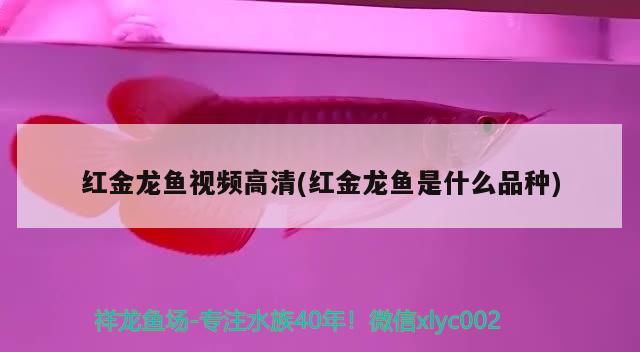 紅金龍魚視頻高清(紅金龍魚是什么品種) 2025第29屆中國國際寵物水族展覽會CIPS（長城寵物展2025 CIPS）