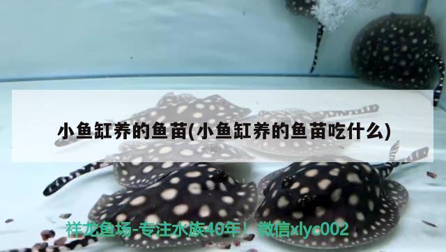 小魚(yú)缸養(yǎng)的魚(yú)苗(小魚(yú)缸養(yǎng)的魚(yú)苗吃什么)