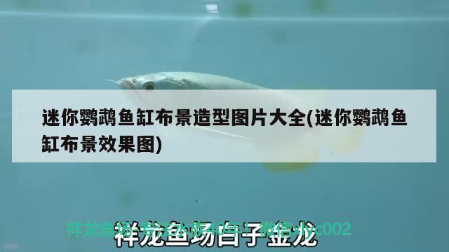 迷你鸚鵡魚缸布景造型圖片大全(迷你鸚鵡魚缸布景效果圖) 鸚鵡魚