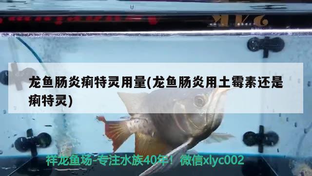 龍魚腸炎痢特靈用量(龍魚腸炎用土霉素還是痢特靈) 2024第28屆中國(guó)國(guó)際寵物水族展覽會(huì)CIPS（長(zhǎng)城寵物展2024 CIPS）