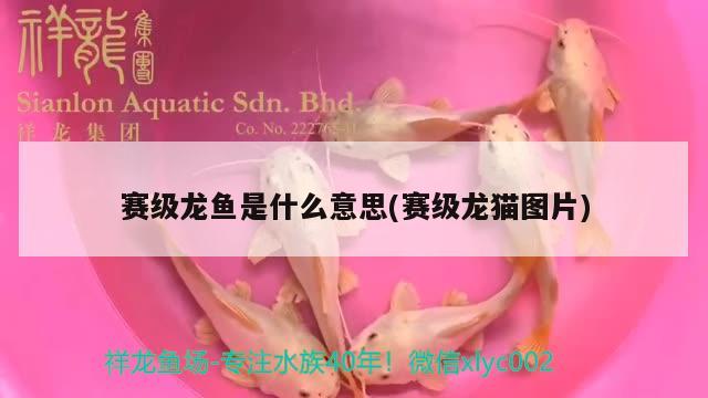 賽級(jí)龍魚(yú)是什么意思(賽級(jí)龍貓圖片)