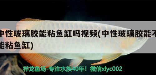 中性玻璃膠能粘魚缸嗎視頻(中性玻璃膠能不能粘魚缸) 紅龍福龍魚