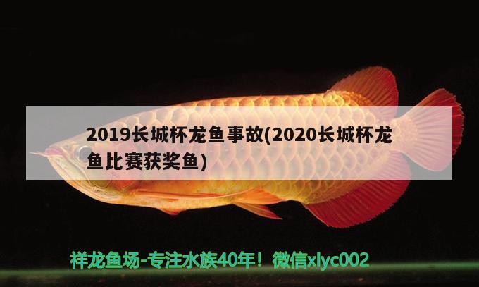 2019長(zhǎng)城杯龍魚事故(2020長(zhǎng)城杯龍魚比賽獲獎(jiǎng)魚)