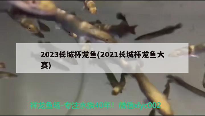 2023長(zhǎng)城杯龍魚(yú)(2021長(zhǎng)城杯龍魚(yú)大賽)