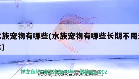 水族寵物有哪些(水族寵物有哪些長(zhǎng)期不用進(jìn)食) 2024第28屆中國(guó)國(guó)際寵物水族展覽會(huì)CIPS（長(zhǎng)城寵物展2024 CIPS）