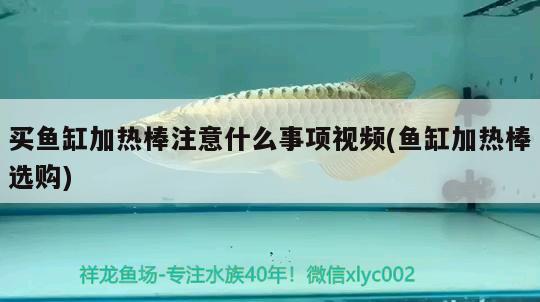 買魚缸加熱棒注意什么事項(xiàng)視頻(魚缸加熱棒選購) 名貴錦鯉魚