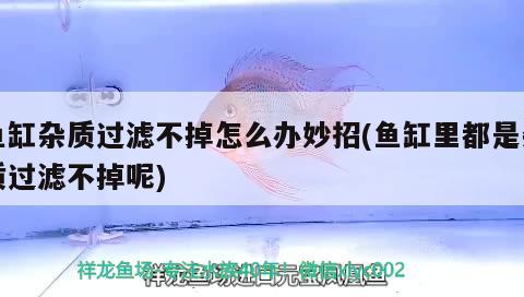 魚缸雜質過濾不掉怎么辦妙招(魚缸里都是雜質過濾不掉呢) 玫瑰銀版魚