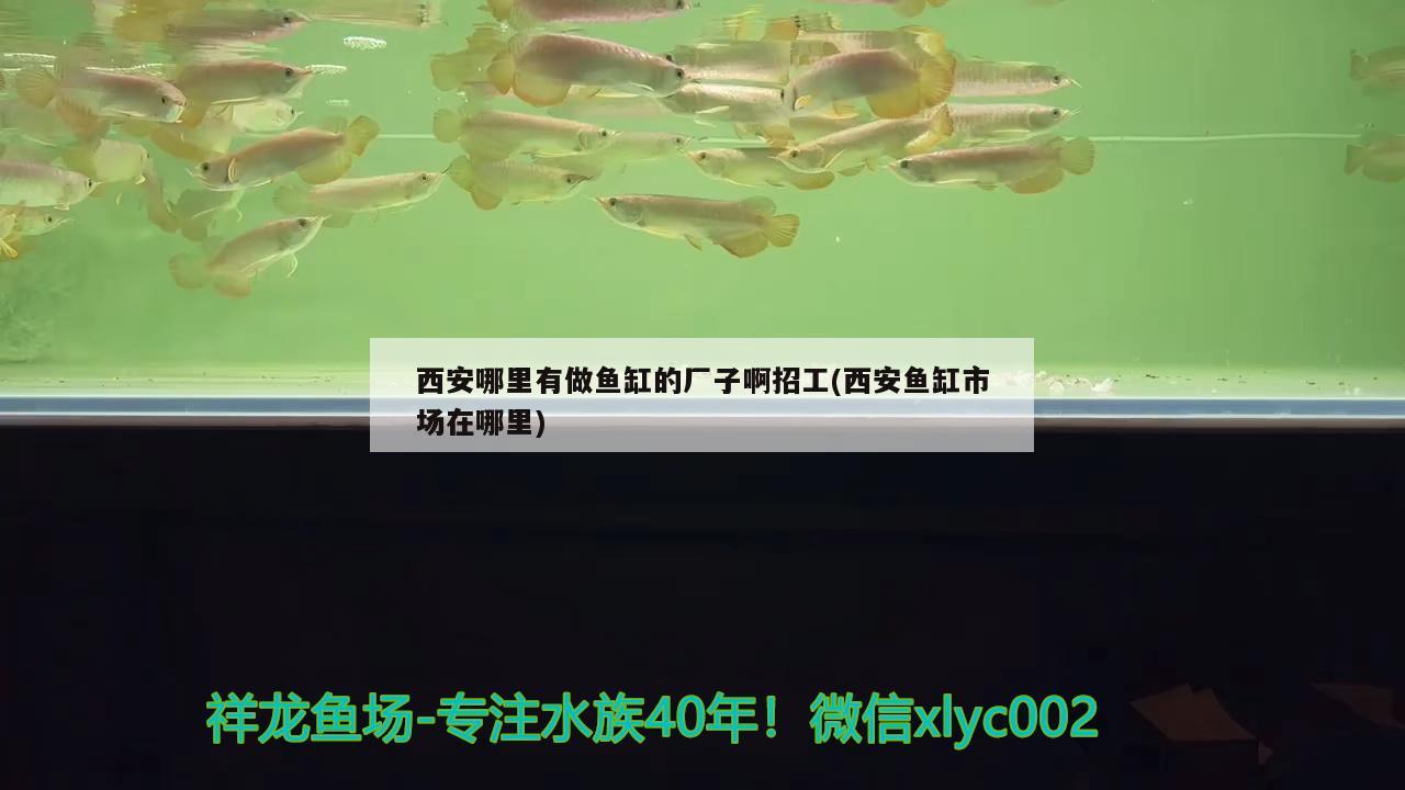 西安哪里有做魚缸的廠子啊招工(西安魚缸市場在哪里)