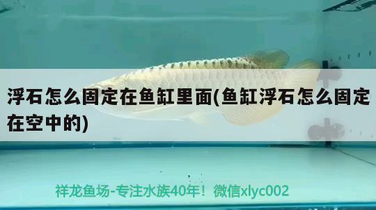 浮石怎么固定在魚缸里面(魚缸浮石怎么固定在空中的)