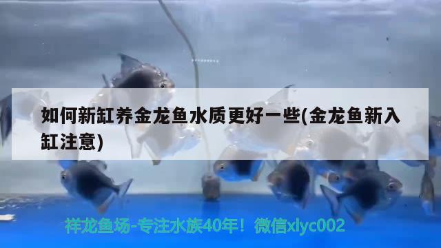 如何新缸養(yǎng)金龍魚(yú)水質(zhì)更好一些(金龍魚(yú)新入缸注意) 龍魚(yú)批發(fā) 第1張