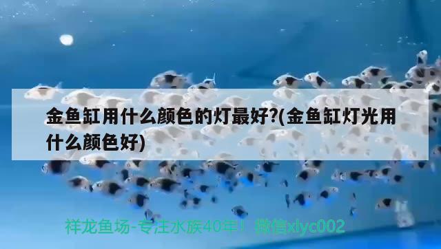 金魚缸用什么顏色的燈最好?(金魚缸燈光用什么顏色好)