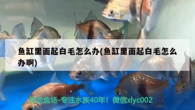 魚缸里面起白毛怎么辦(魚缸里面起白毛怎么辦啊) 紅勾銀版魚