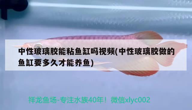 中性玻璃膠能粘魚缸嗎視頻(中性玻璃膠做的魚缸要多久才能養(yǎng)魚) 女王大帆魚 第2張