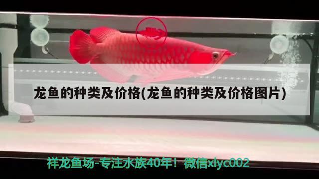 龍魚的種類及價(jià)格(龍魚的種類及價(jià)格圖片)