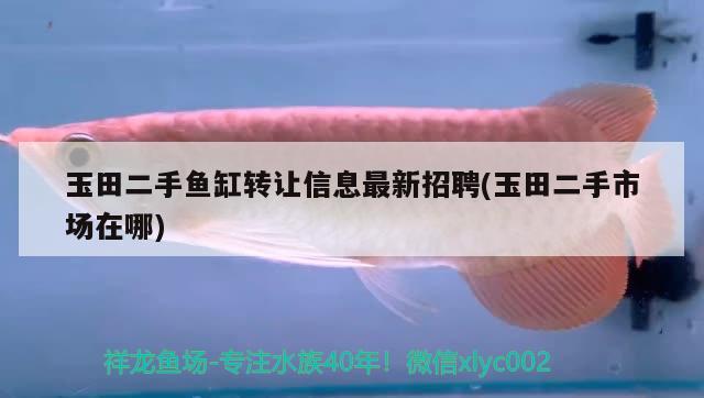 玉田二手魚缸轉(zhuǎn)讓信息最新招聘(玉田二手市場在哪)