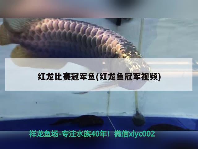 紅龍比賽冠軍魚(紅龍魚冠軍視頻)