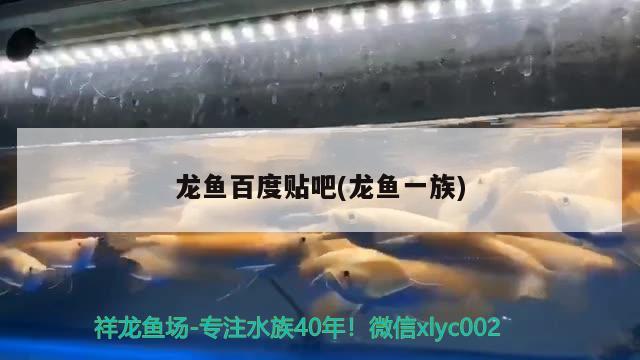 龍魚百度貼吧(龍魚一族)