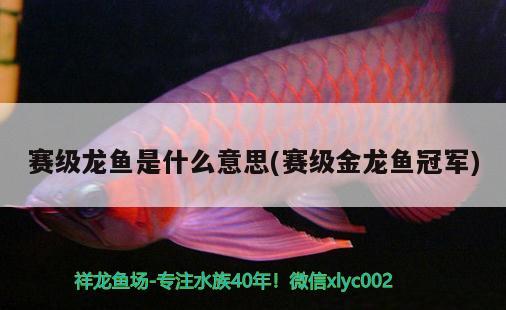 賽級龍魚是什么意思(賽級金龍魚冠軍)